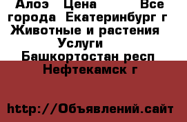 Алоэ › Цена ­ 150 - Все города, Екатеринбург г. Животные и растения » Услуги   . Башкортостан респ.,Нефтекамск г.